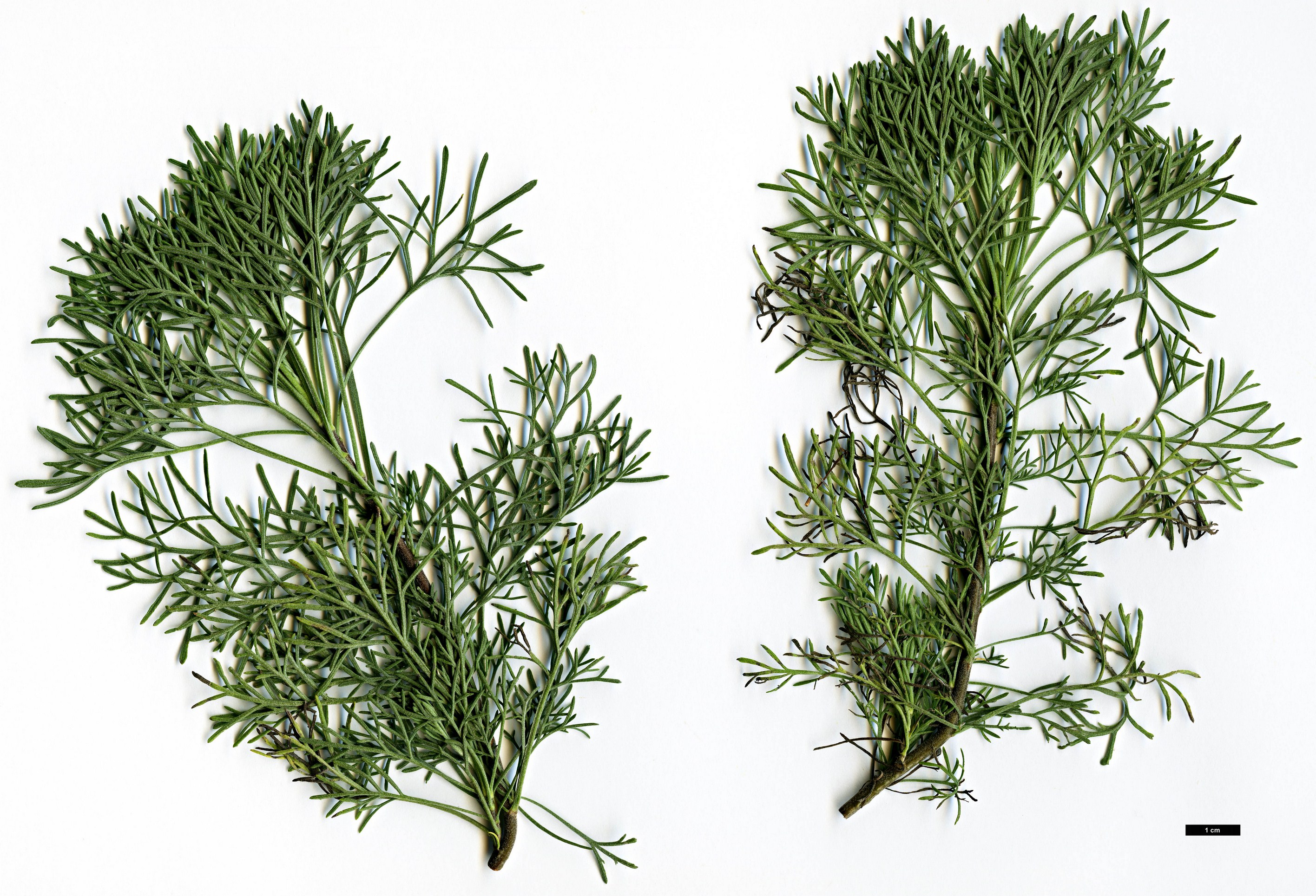 High resolution image: Family: Asteraceae - Genus: Artemisia - Taxon: abrotanum